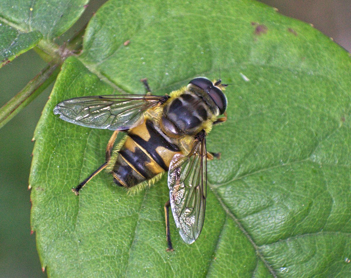 Myathropa florea